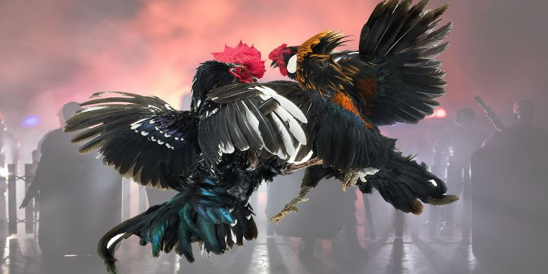 Sảnh game sở hữu đội ngũ bình luận viên chuyên nghiệp